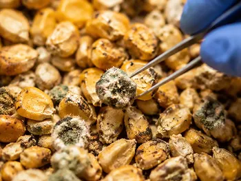 The Grain, the Grinder, and the Hidden Poison: Why Mycotoxin Testing Depends on a Perfectly Boring Pulverization